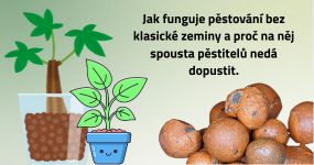 Péče o pokojové květiny a tipy od nás