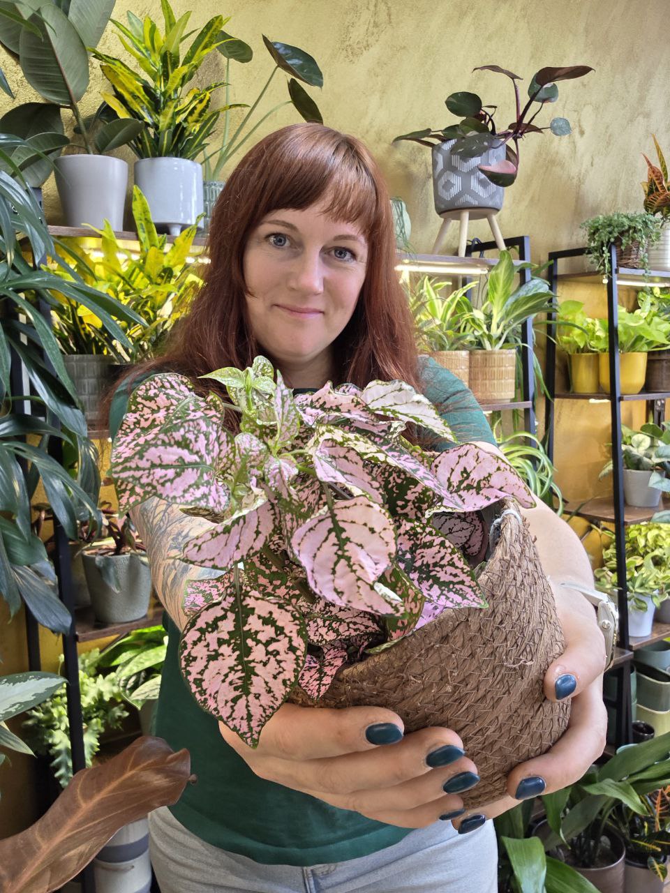 Hypoestes mix XXL velikost