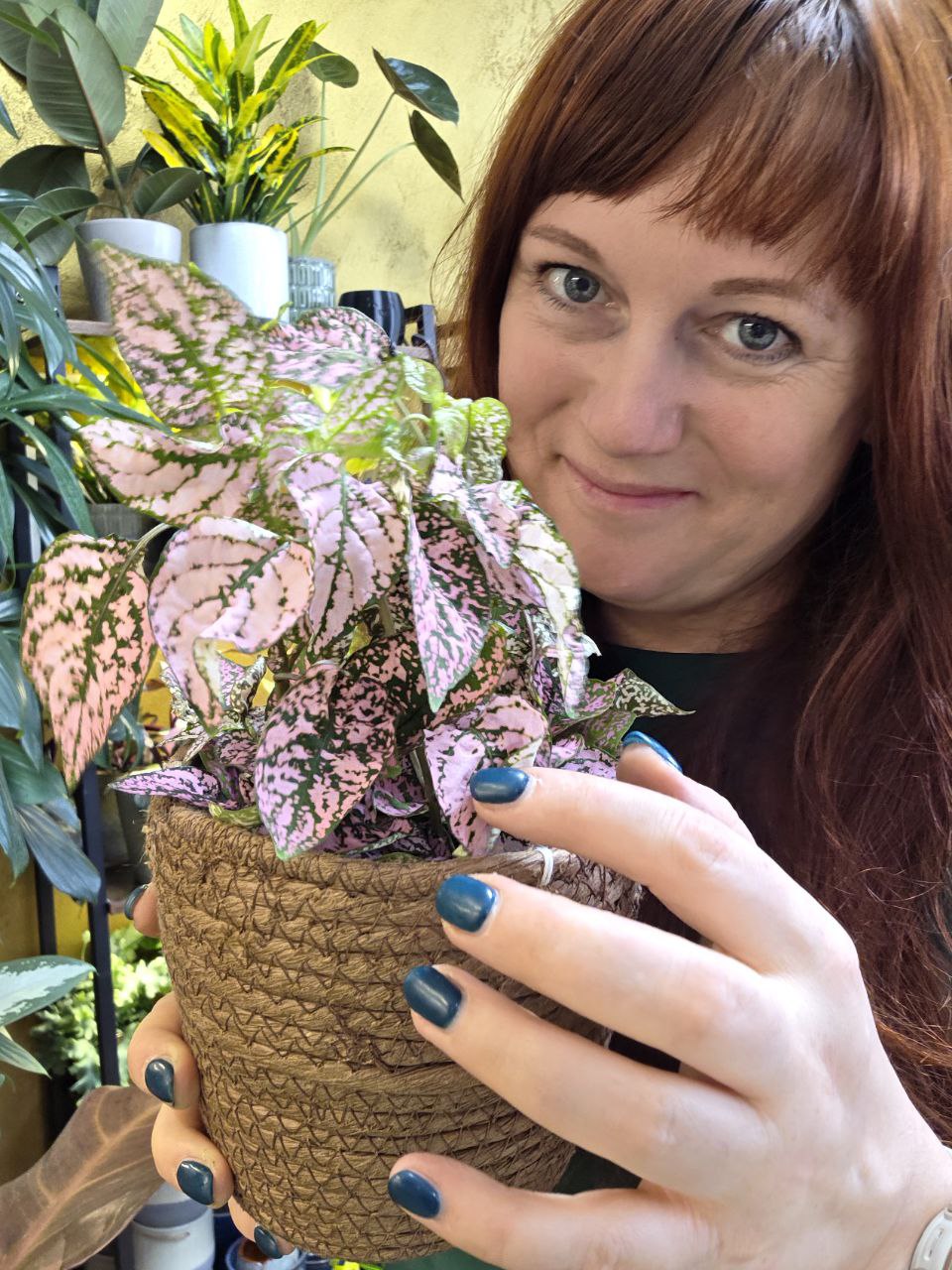 Hypoestes mix XXL velikost
