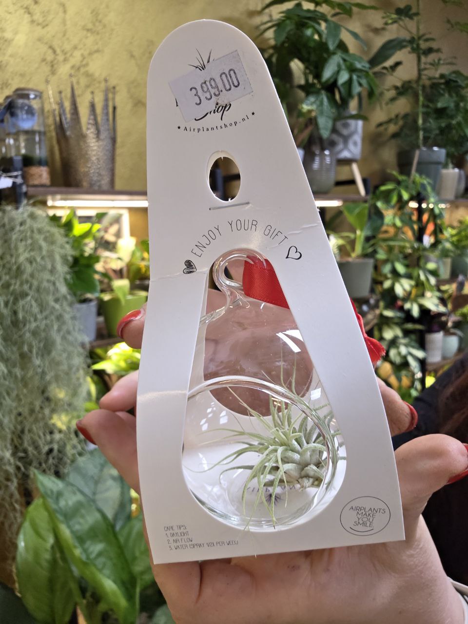 Tillandsia v dárkovém balení