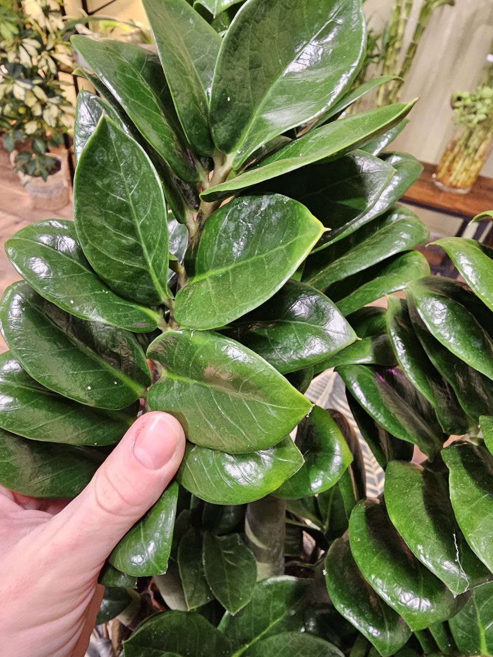 Zamioculcas Zamiifolia Zenzi maxi