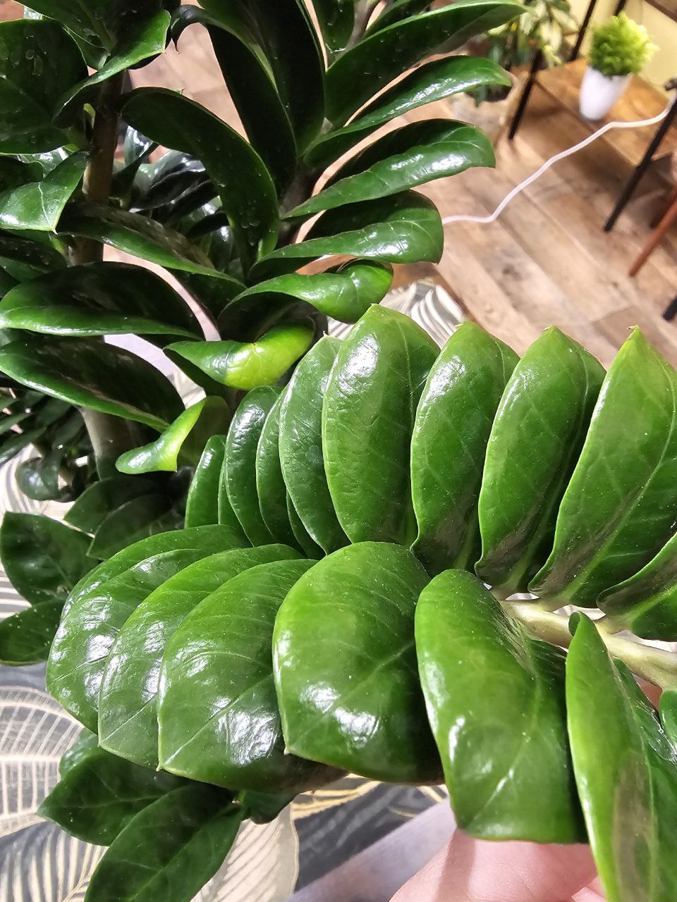 Zamioculcas Zamiifolia Zenzi maxi