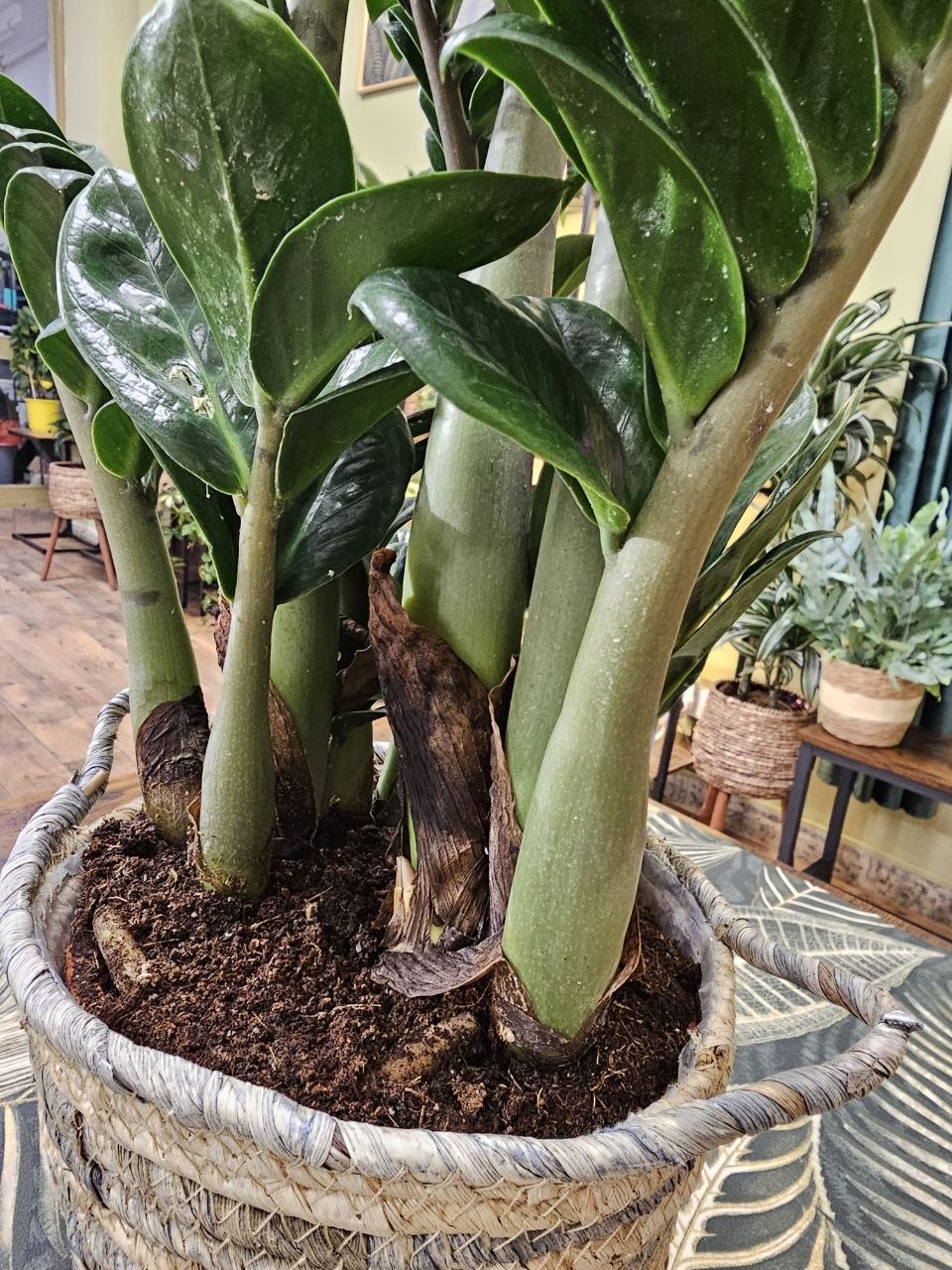 Zamioculcas Zamiifolia Zenzi maxi