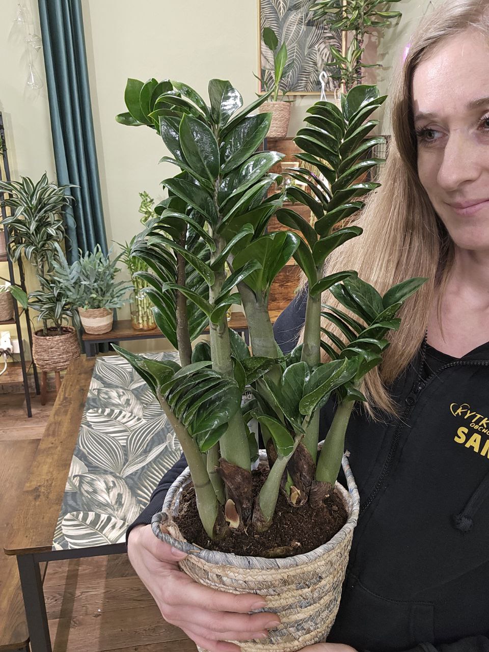 Zamioculcas Zamiifolia Zenzi maxi