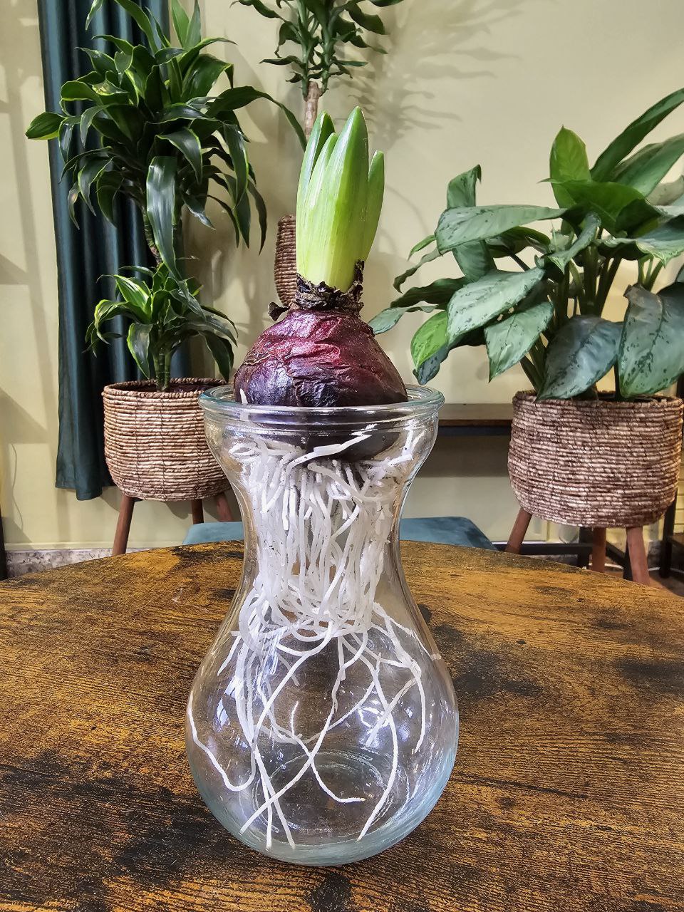 Skleněná nádoba na hyacinty