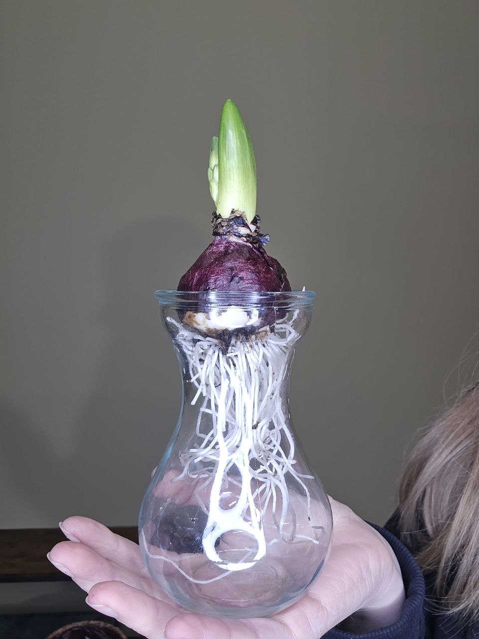 Skleněná nádoba na hyacinty
