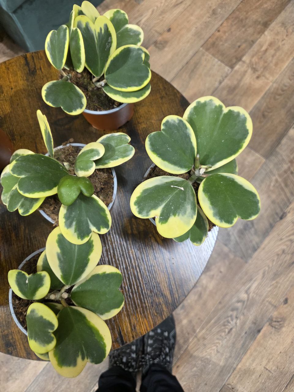 Hoya kerrii ‘Albomarginata’, panašovaná srdíčková voskovka