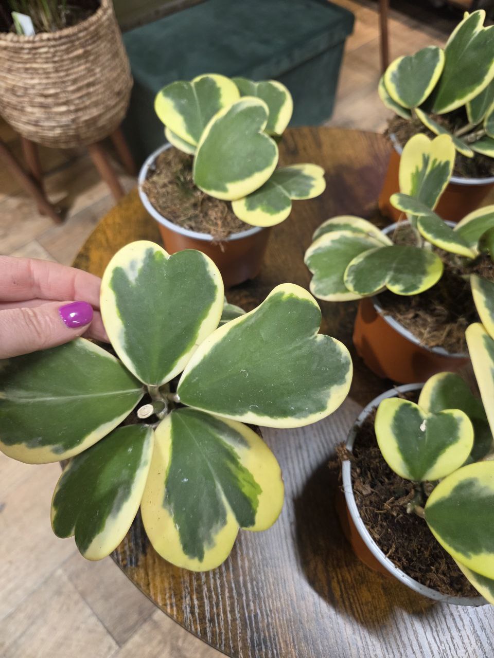 Hoya kerrii ‘Albomarginata’, panašovaná srdíčková voskovka
