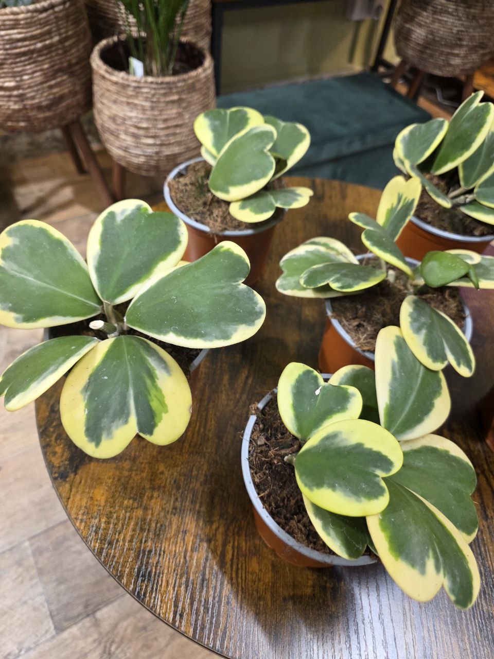 Hoya kerrii ‘Albomarginata’, panašovaná srdíčková voskovka