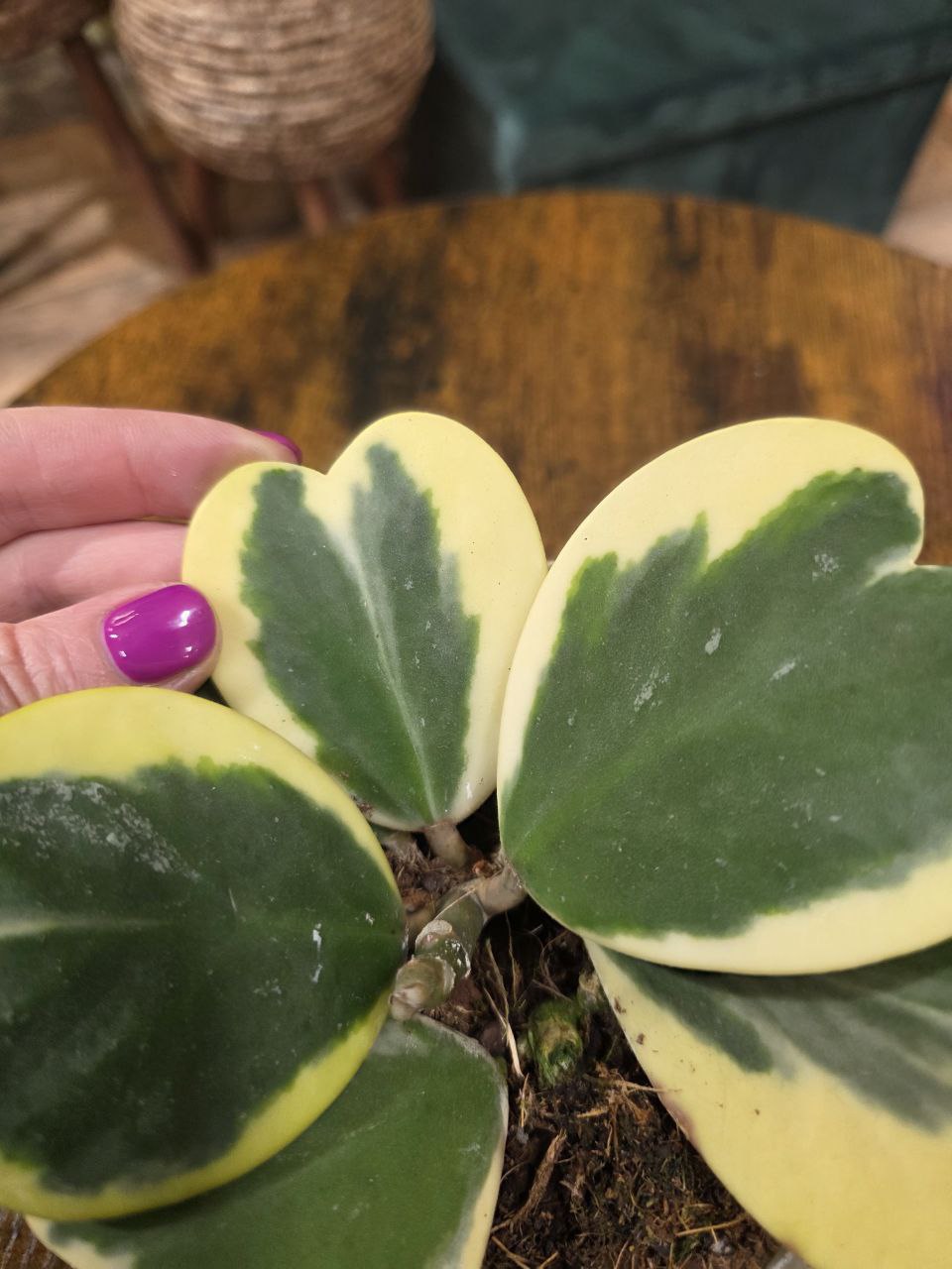 Hoya kerrii ‘Albomarginata’, panašovaná srdíčková voskovka