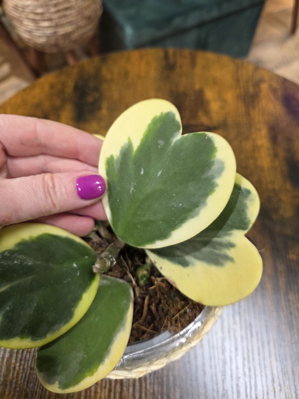 Hoya kerrii ‘Albomarginata’, panašovaná srdíčková voskovka