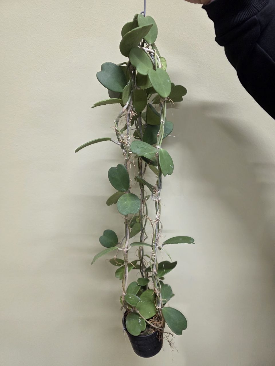 Hoya Kerrii zelená oblouk