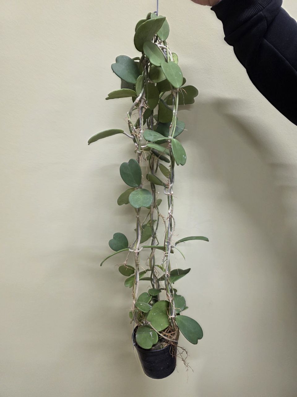 Hoya Kerrii zelená oblouk