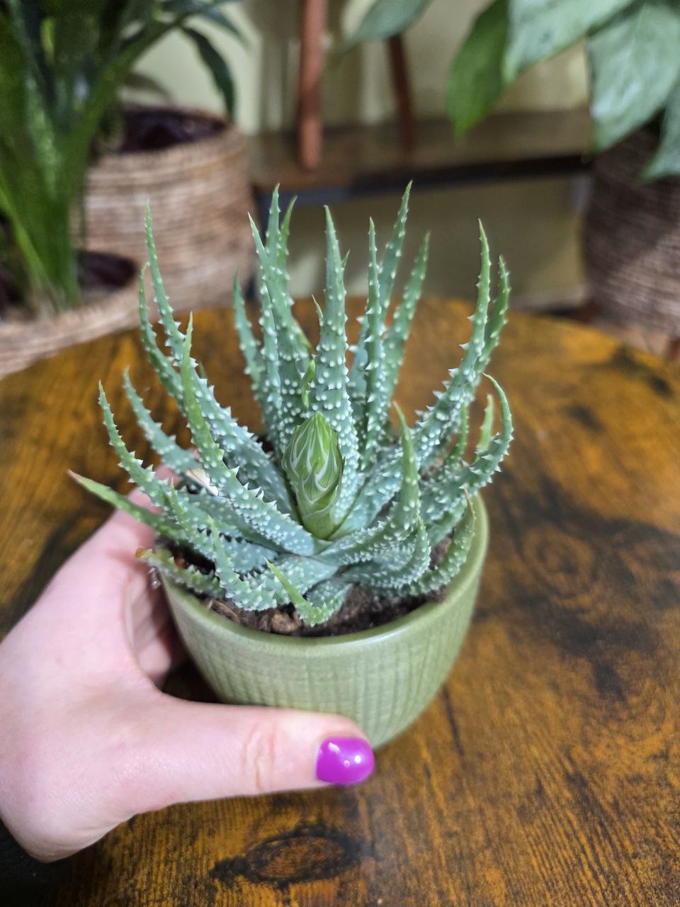 Aloe Humilis Shark