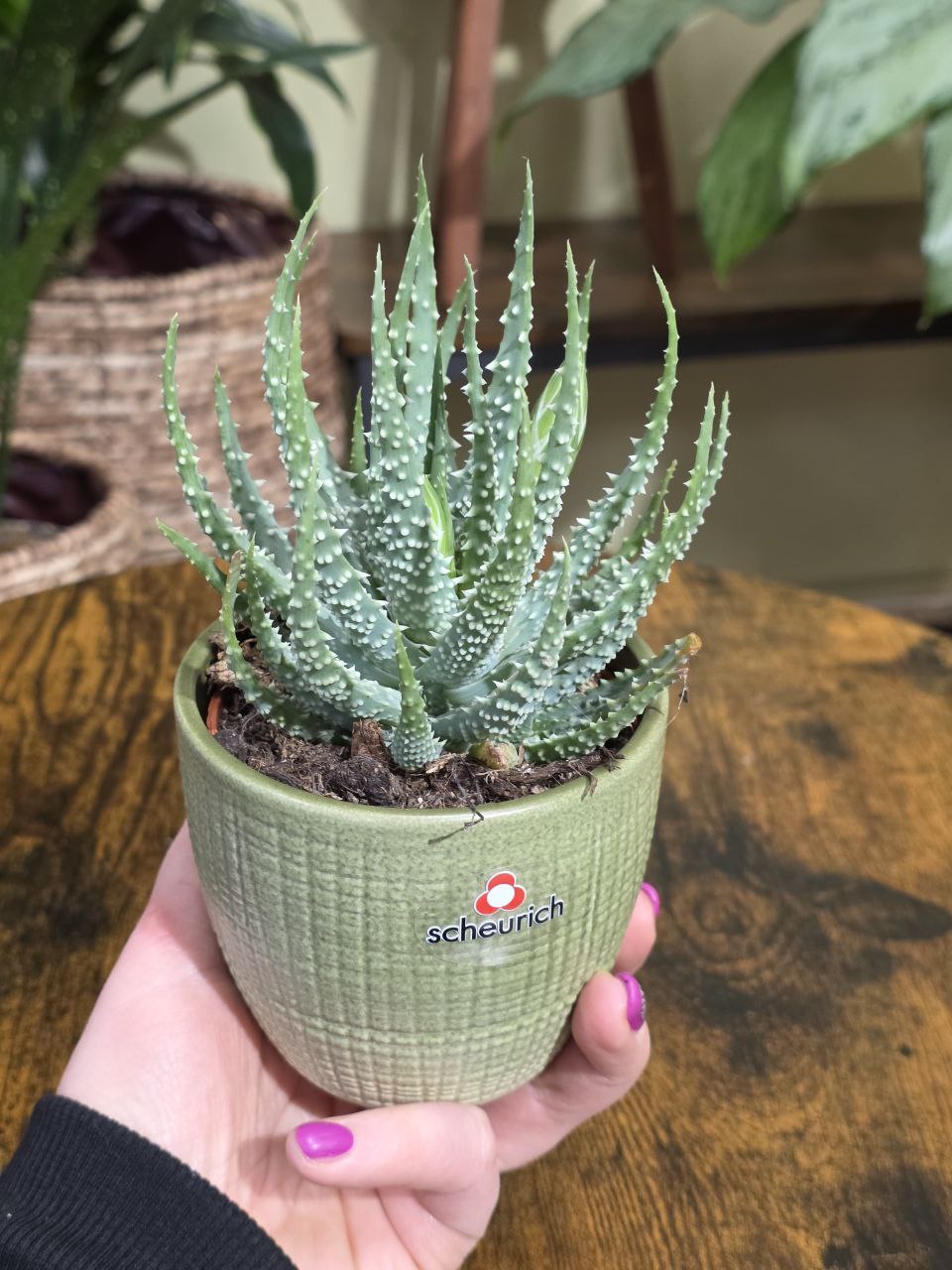 Aloe Humilis Shark