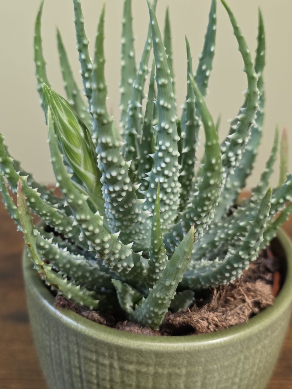 Aloe Humilis Shark