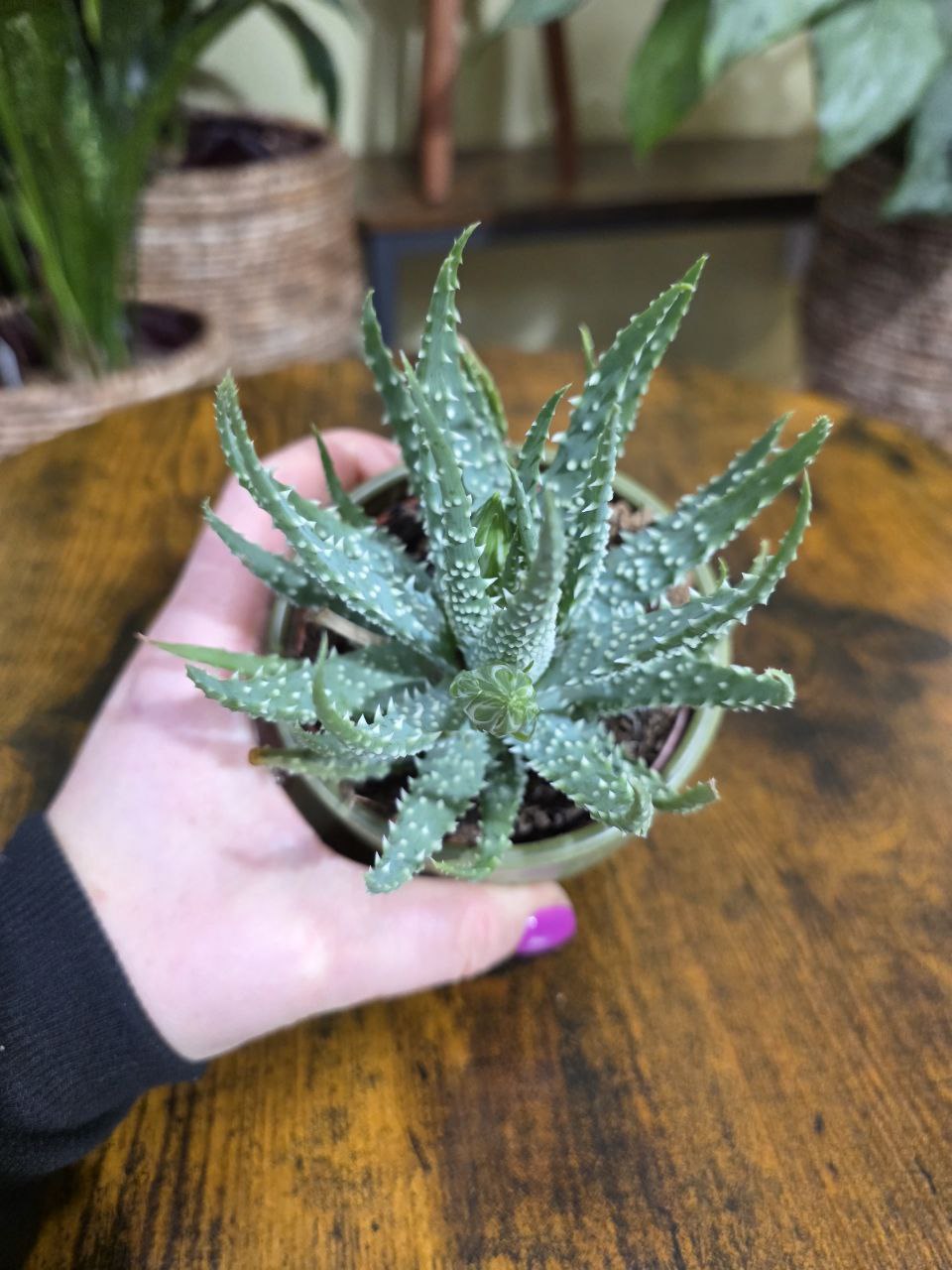 Aloe Humilis Shark