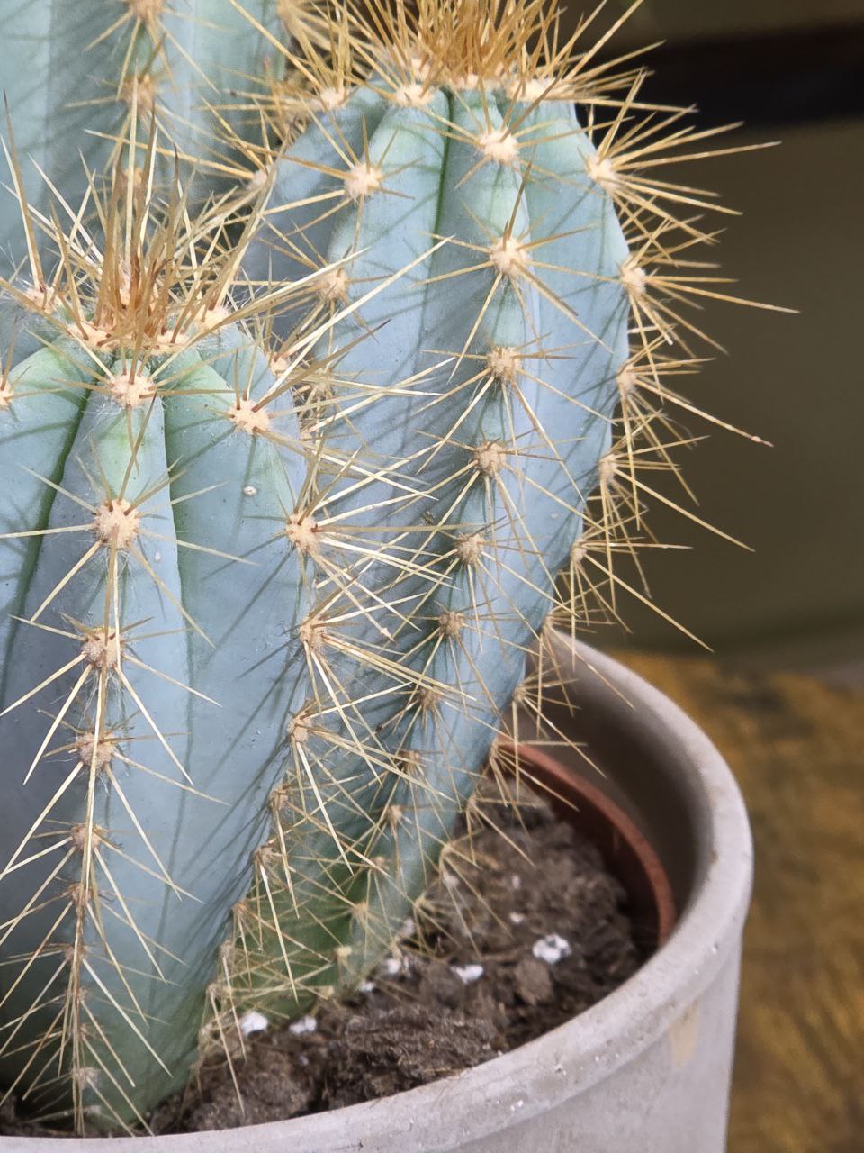Cactus mix velký