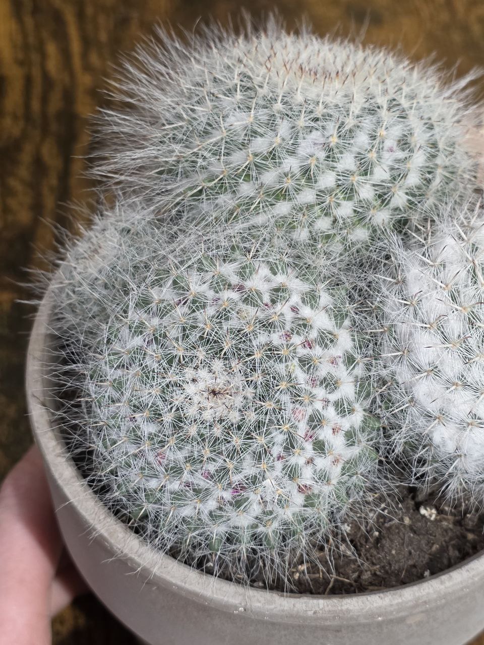 Cactus mix velký