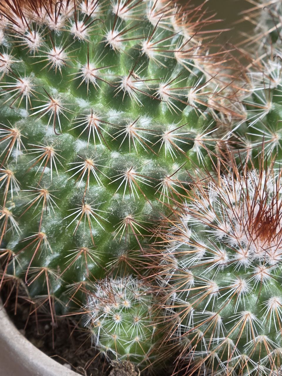 Cactus mix velký