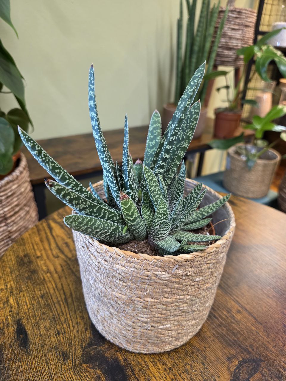 Gasteria Carinata