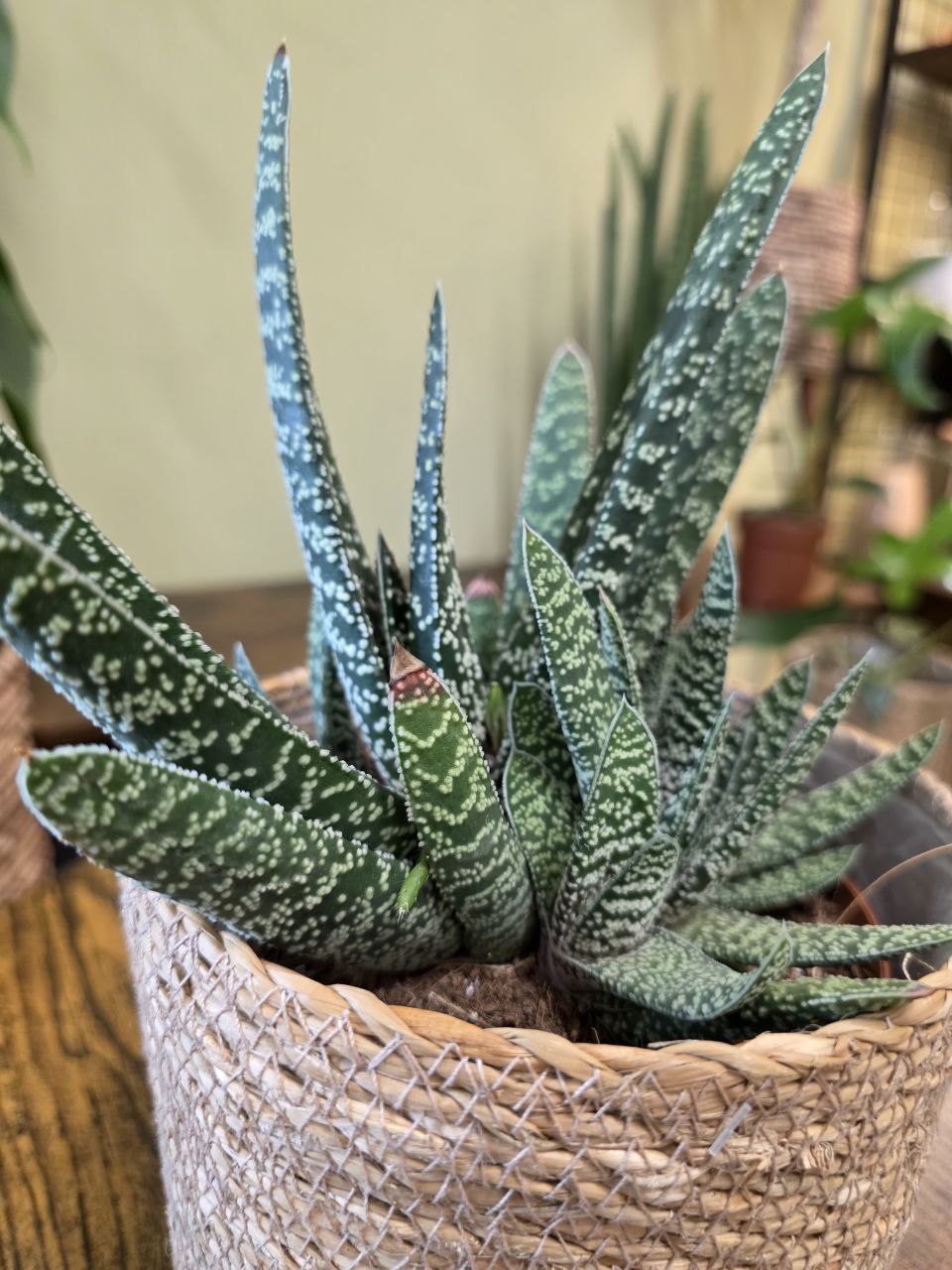 Gasteria Carinata