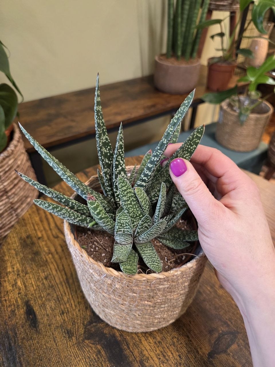 Gasteria Carinata