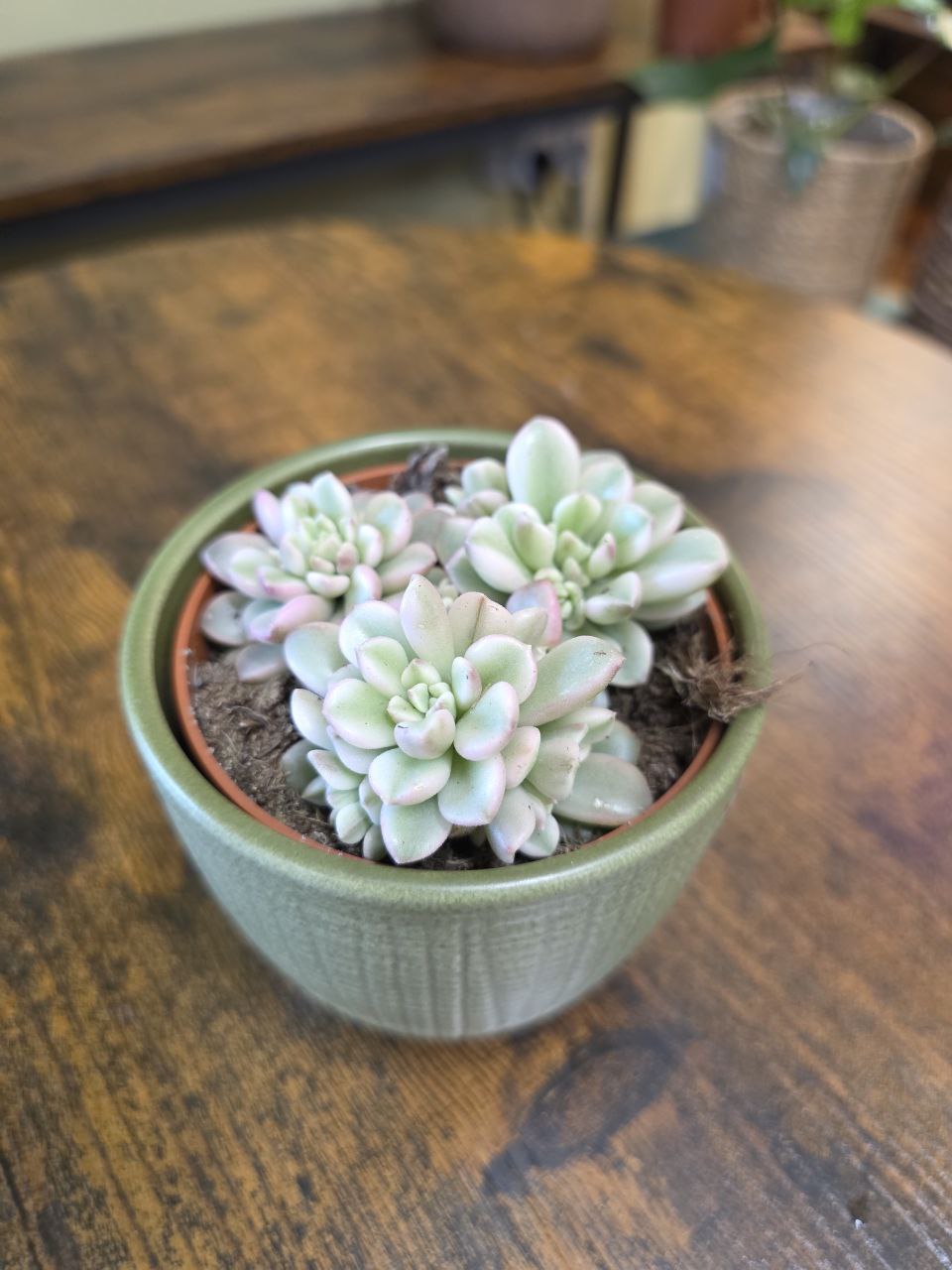 Sedum Clavatum