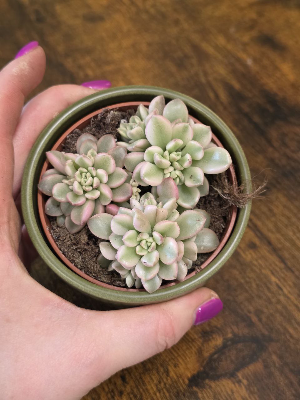 Sedum Clavatum