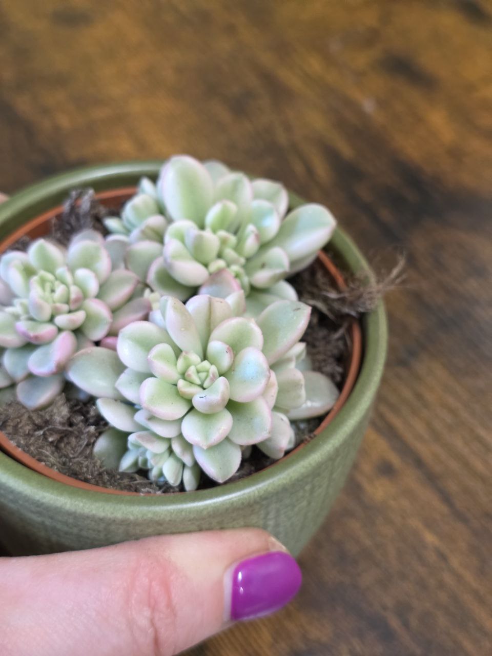 Sedum Clavatum