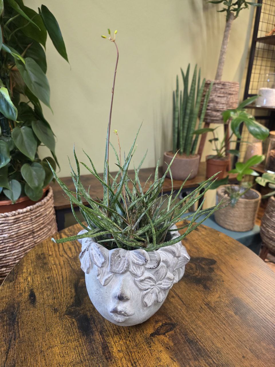 Aloe Bakerii