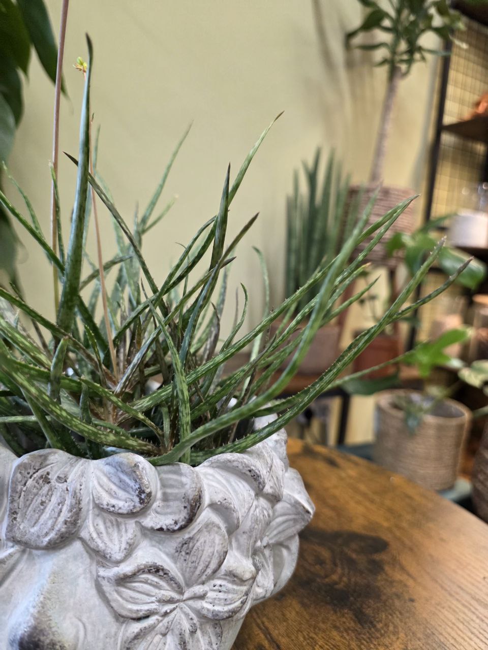 Aloe Bakerii