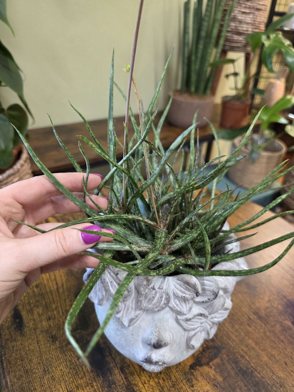 Aloe Bakerii