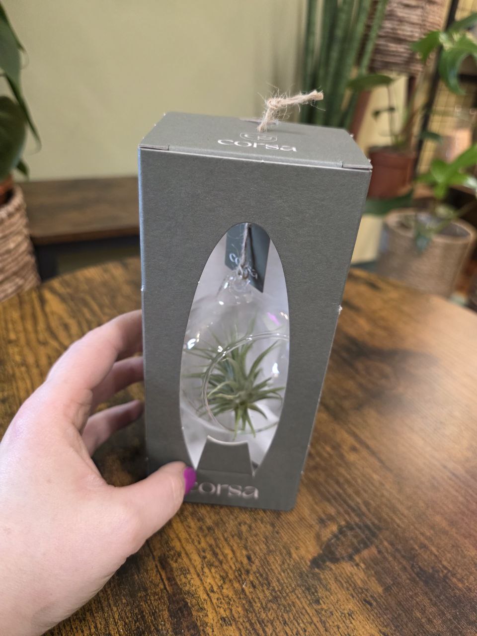 Tillandsia v Dárkovém balení, kulaté aerárium