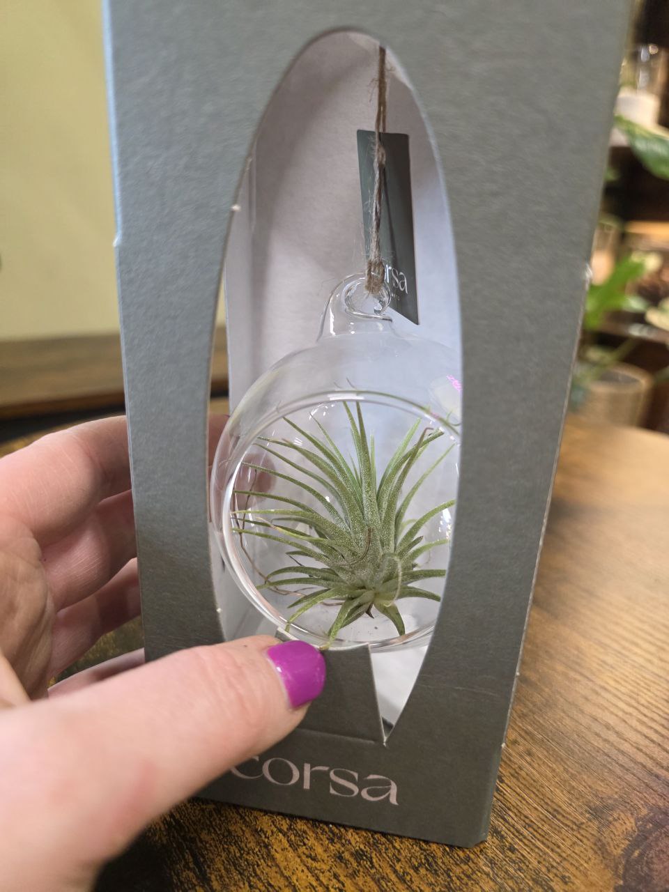 Tillandsia v Dárkovém balení, kulaté aerárium
