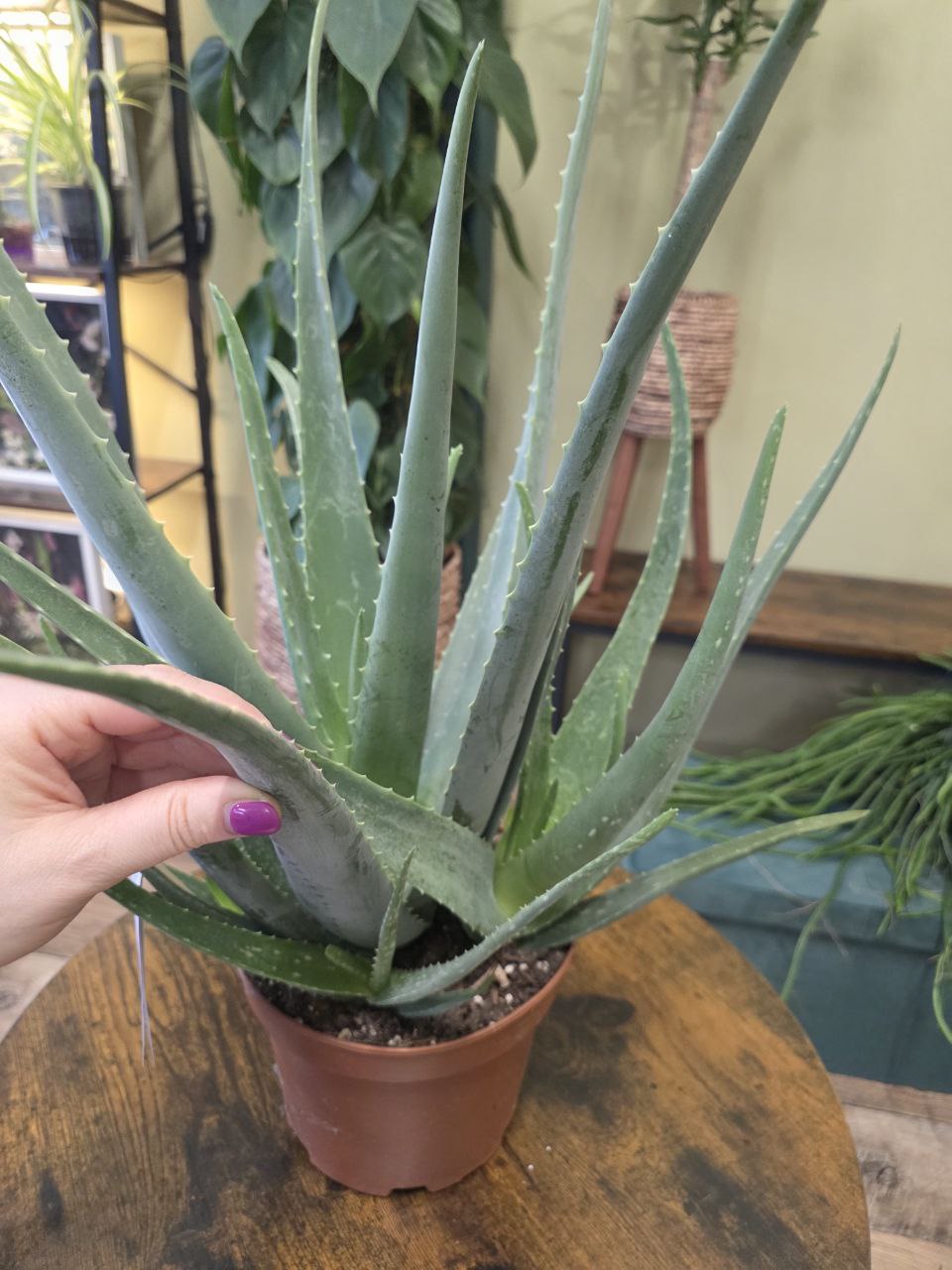 Aloe Vera XXL