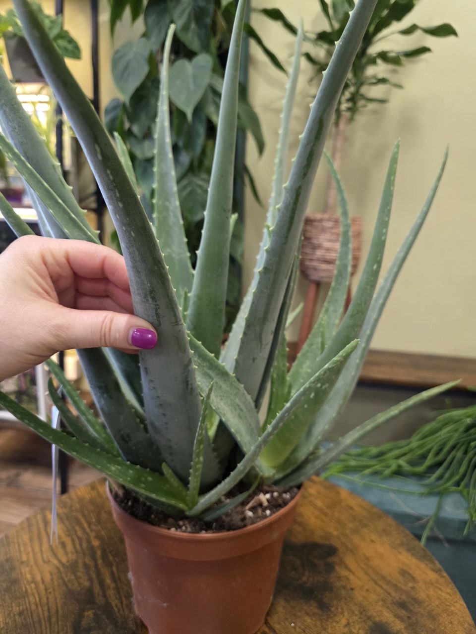 Aloe Vera XXL