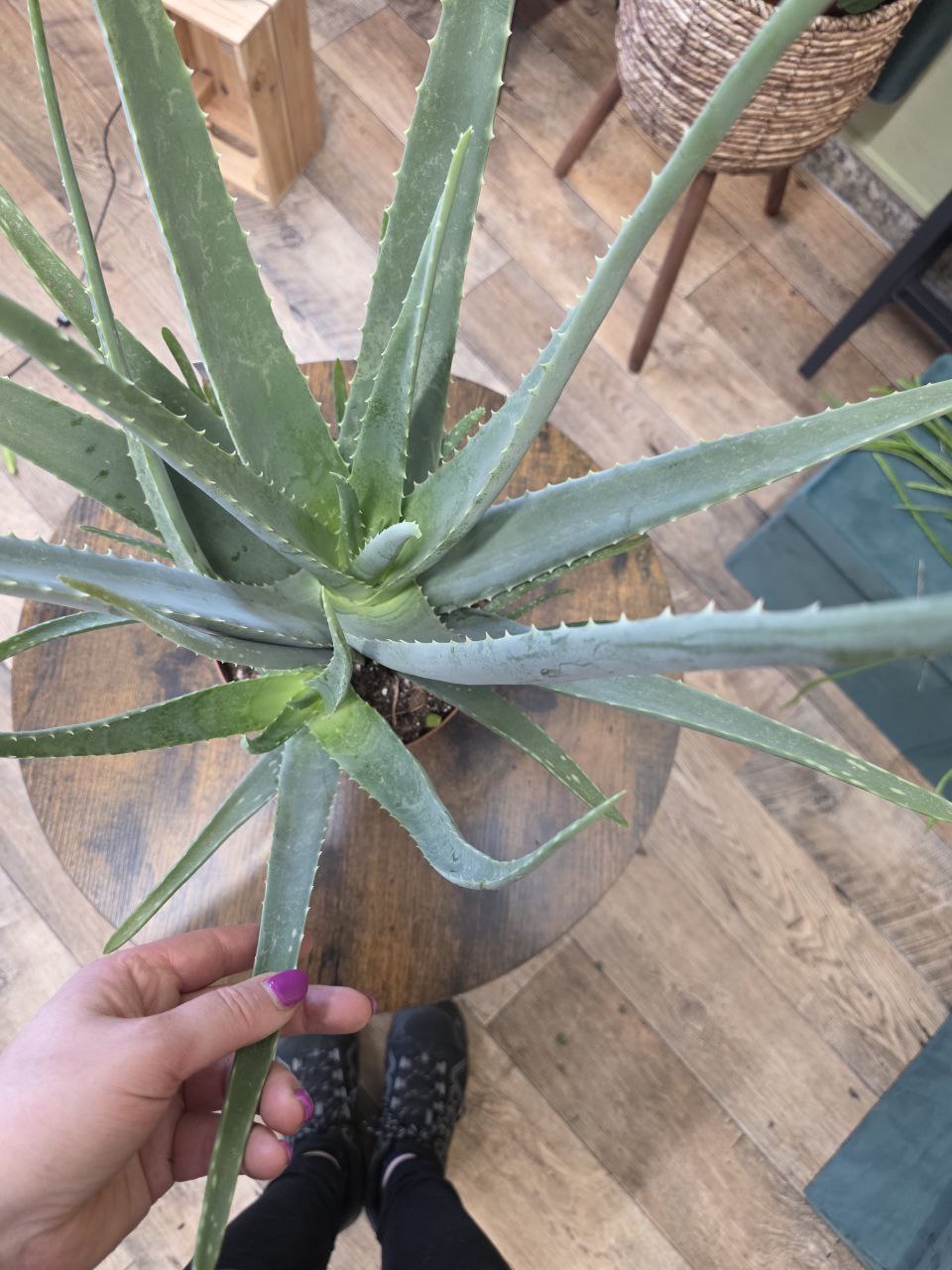 Aloe Vera XXL