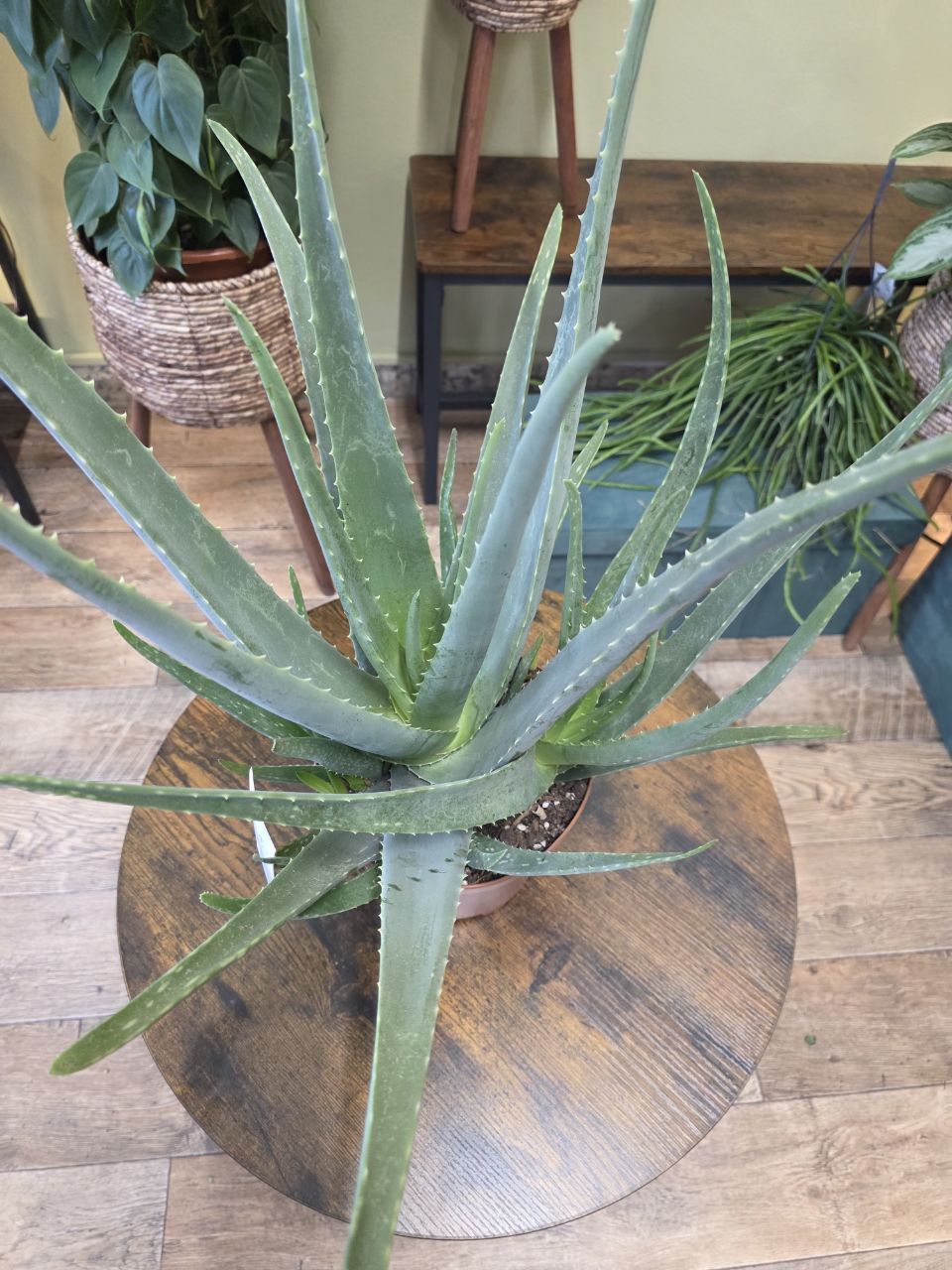 Aloe Vera XXL
