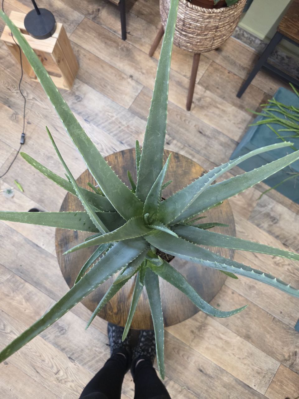 Aloe Vera XXL