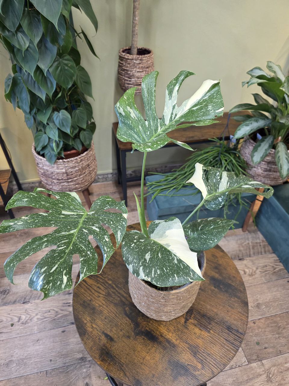 Monstera Thai Constellation XL