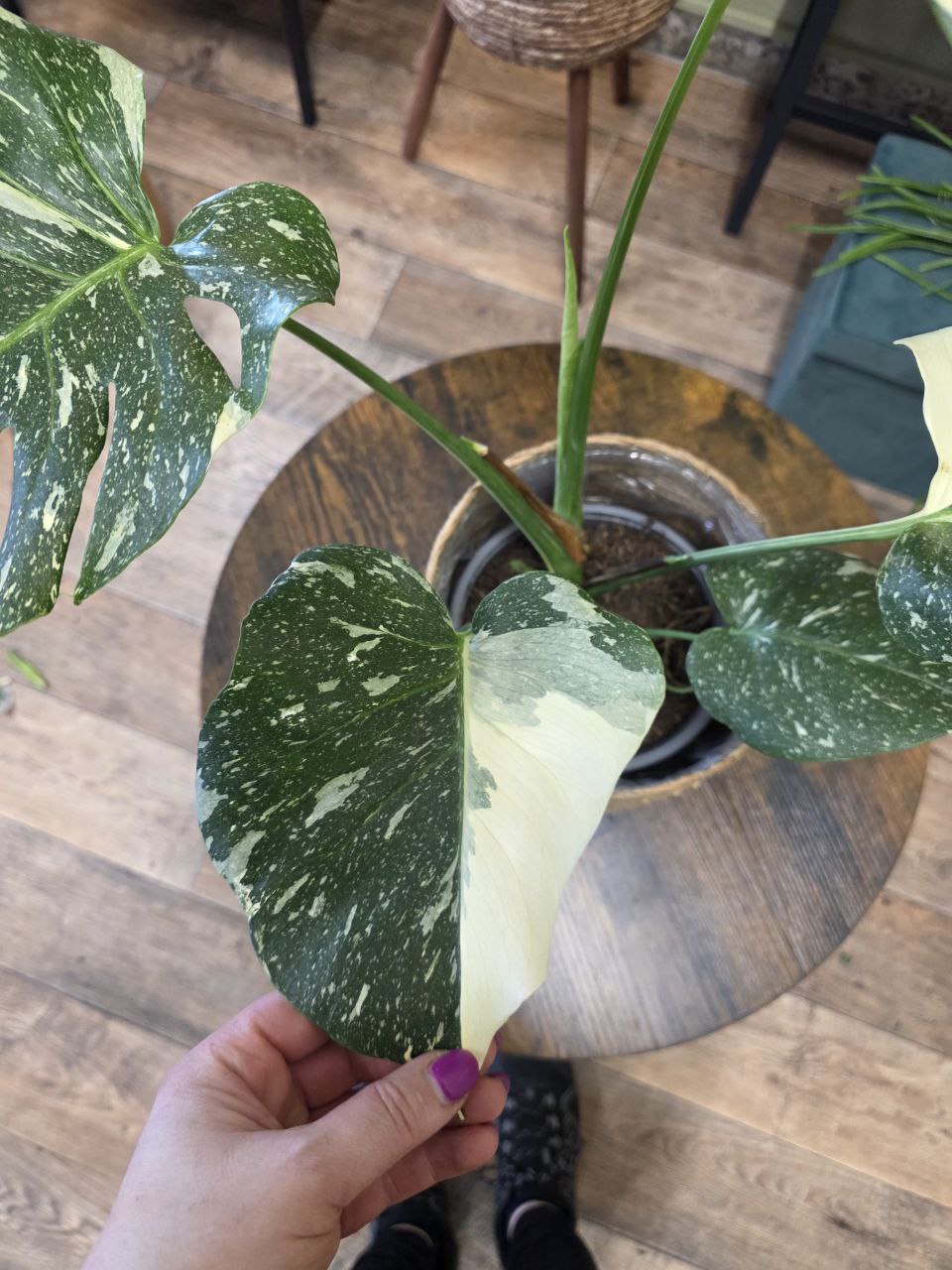 Monstera Thai Constellation XL