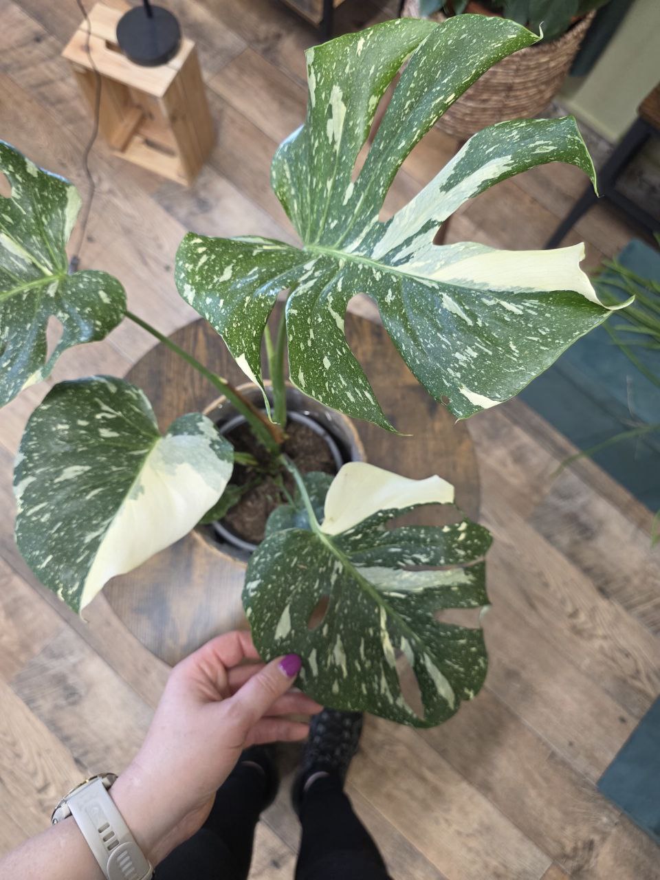 Monstera Thai Constellation XL