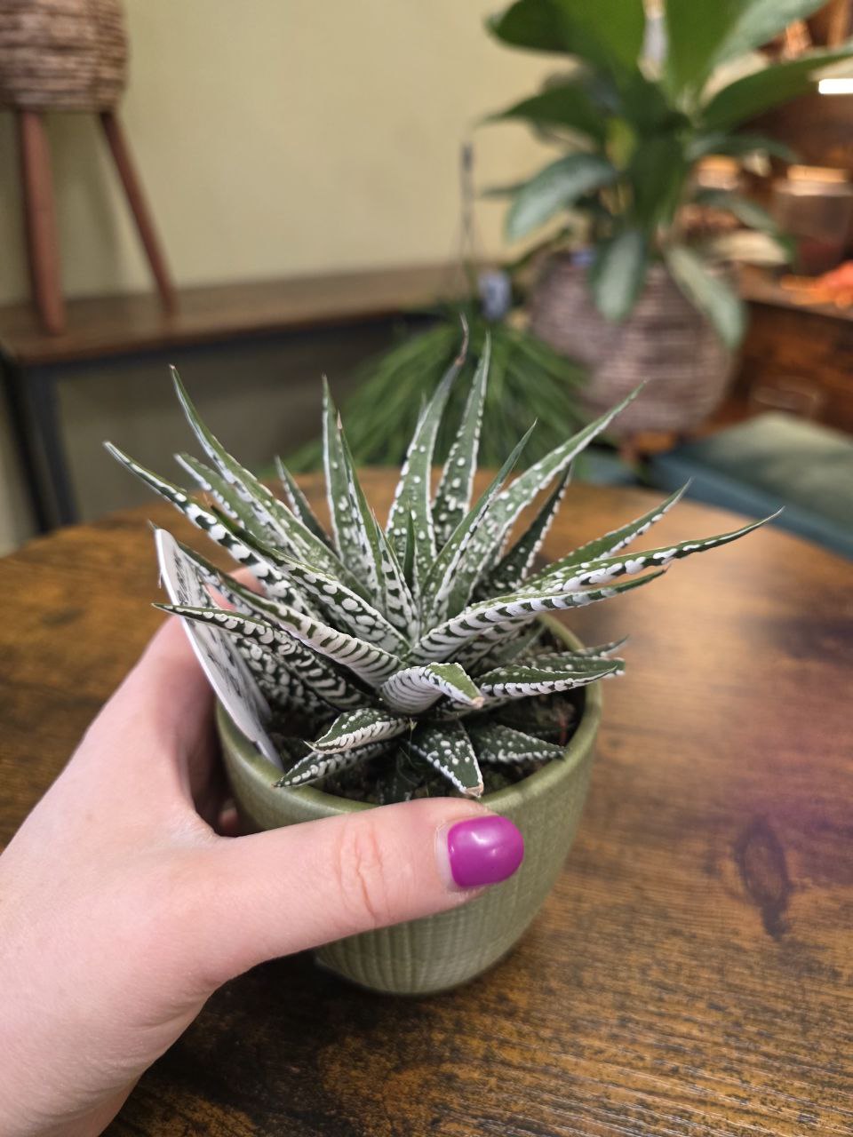 Haworthia Fasciata