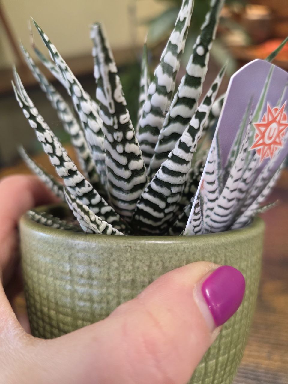 Haworthia Fasciata