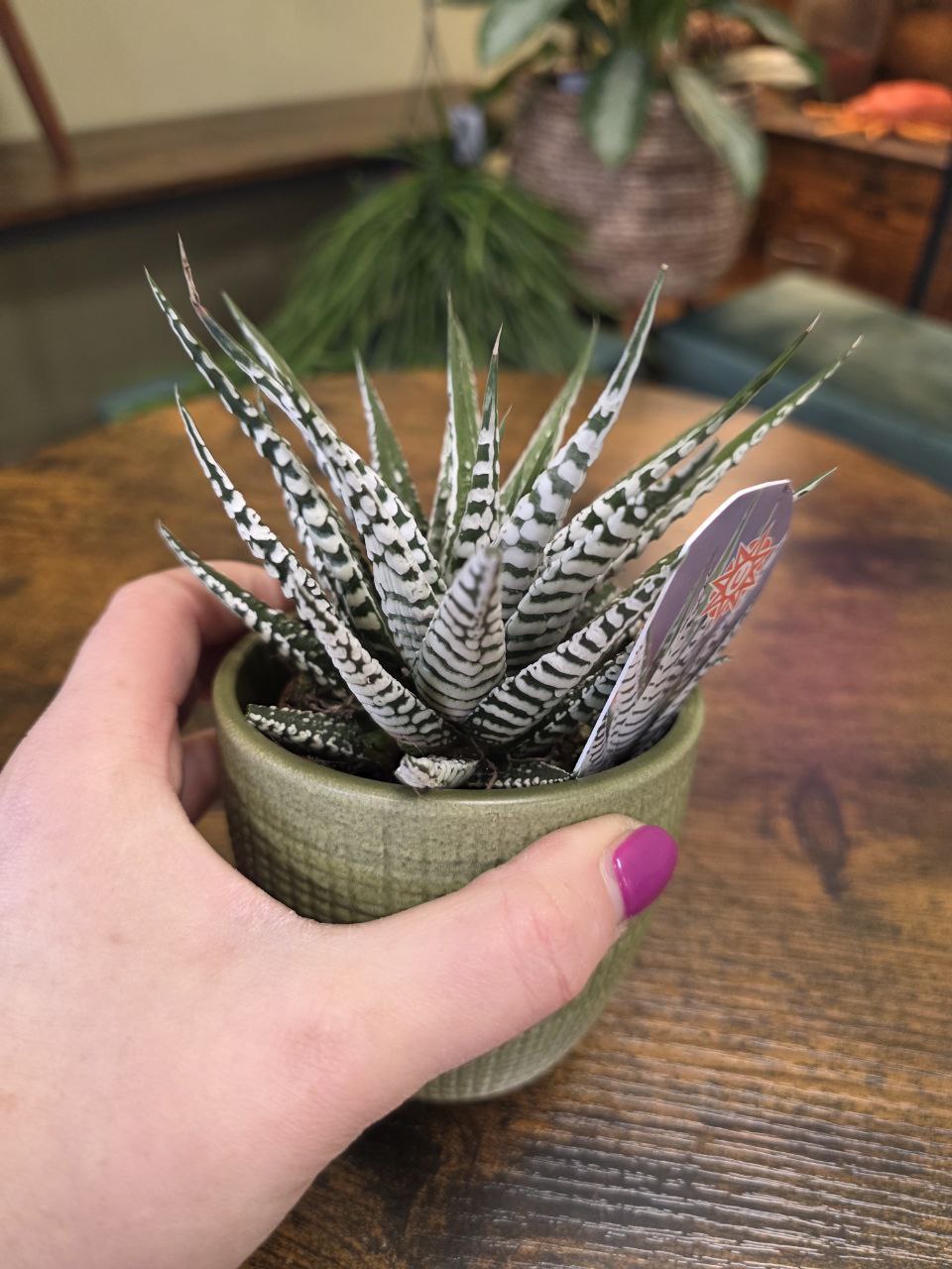 Haworthia Fasciata