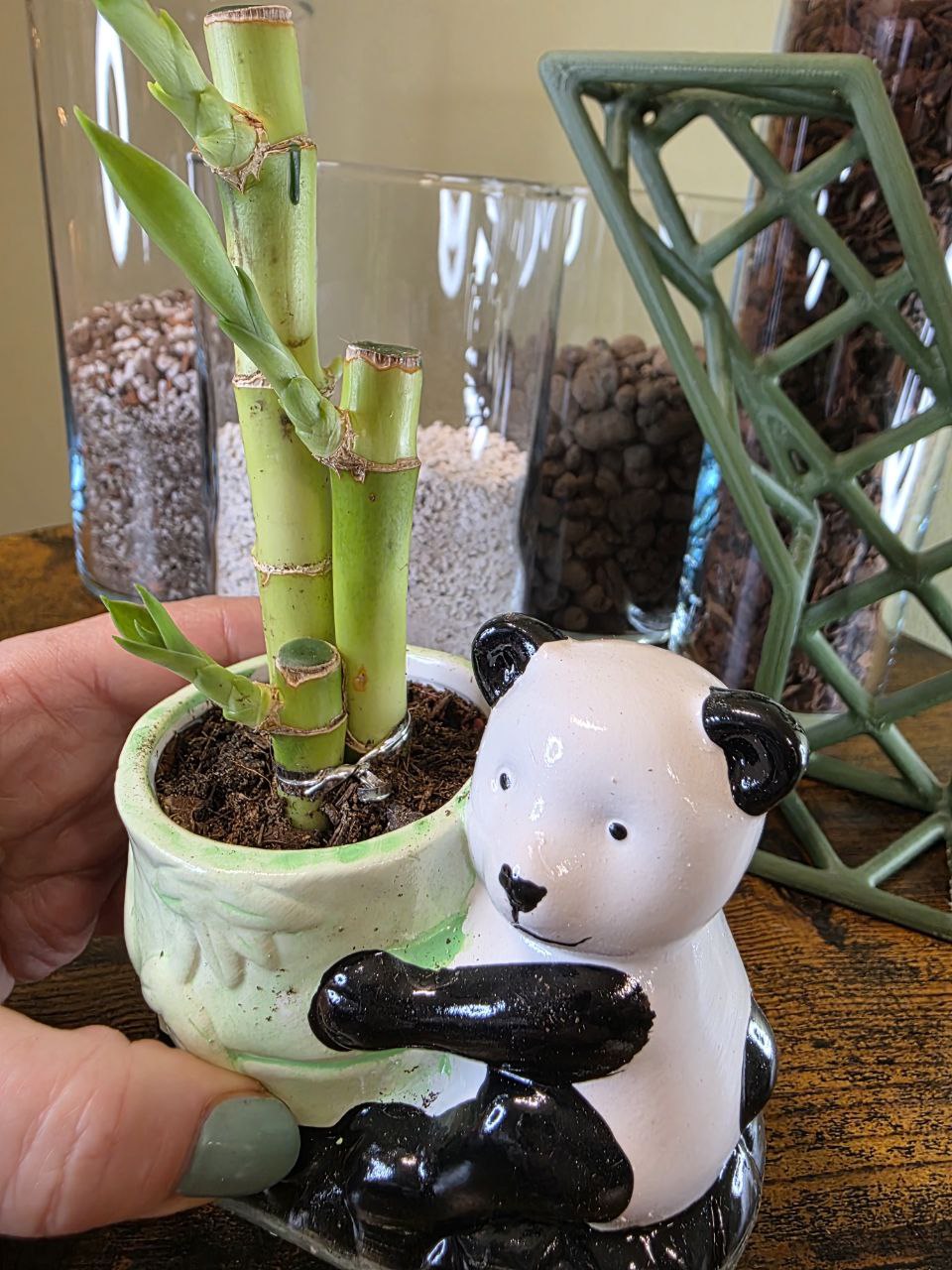 Lucky bamboo v keramice