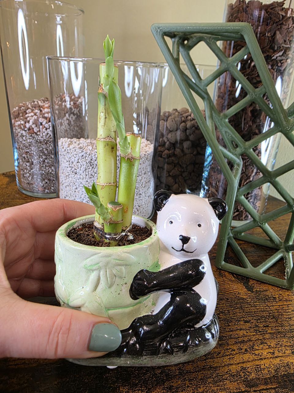 Lucky bamboo v keramice