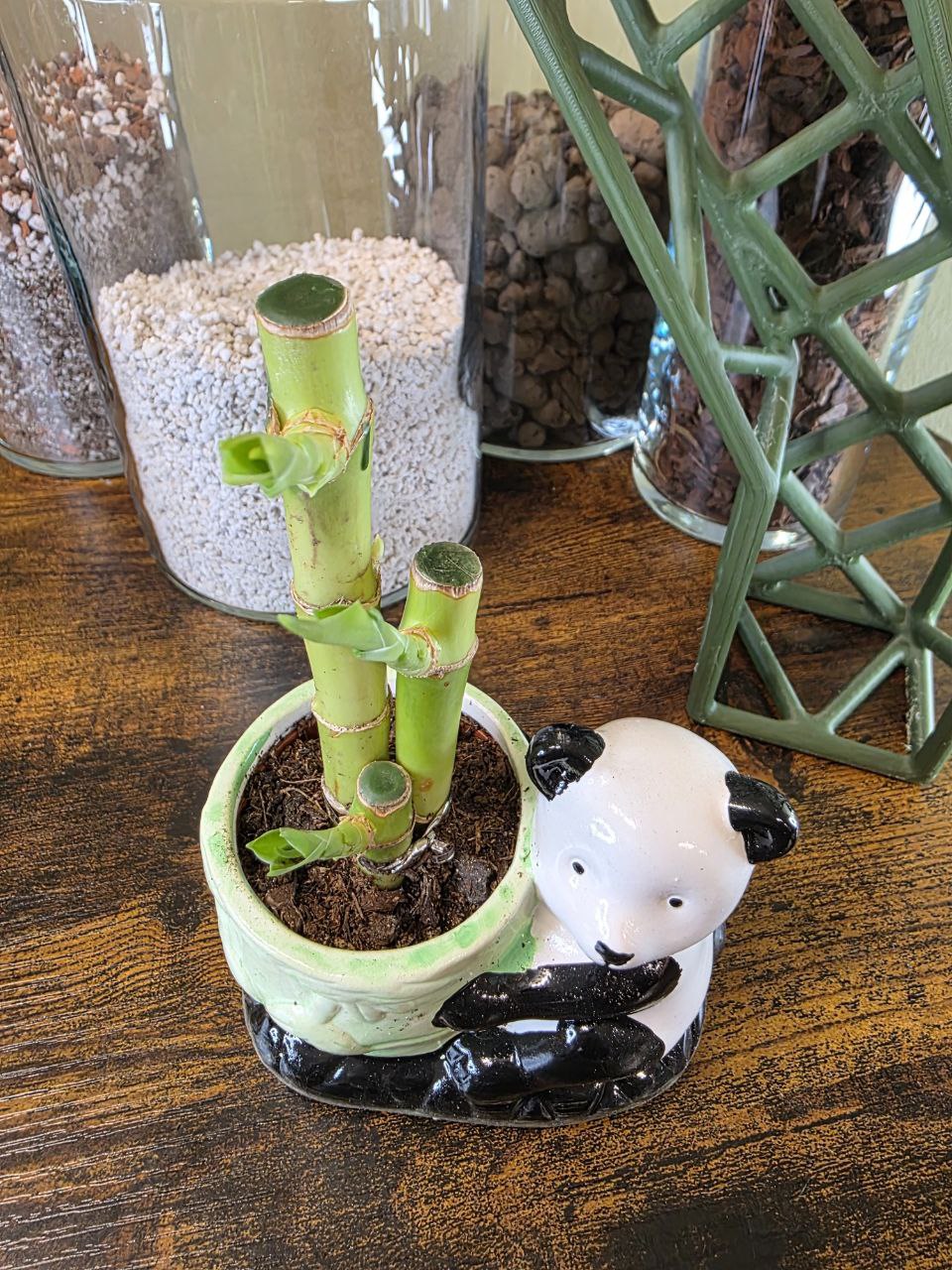 Lucky bamboo v keramice