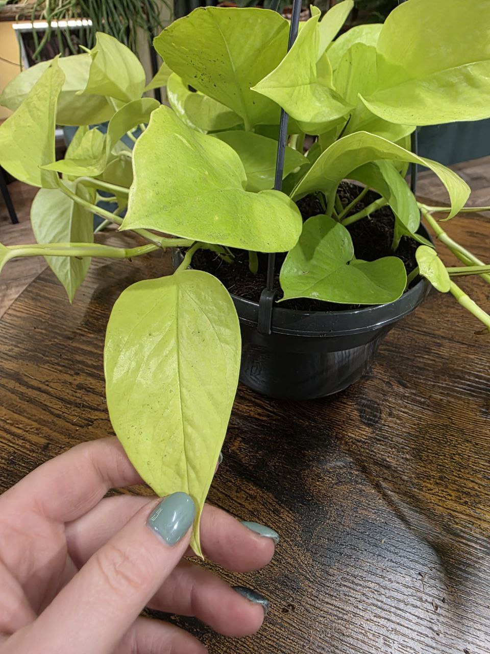 Epipremnum Pinnatum Golden Pothos závěs
